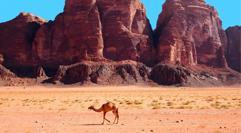 A camel crossing open desert below the Seven Pillars of Wisdom in Wadi Rum